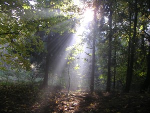 Forest with sunbeam
